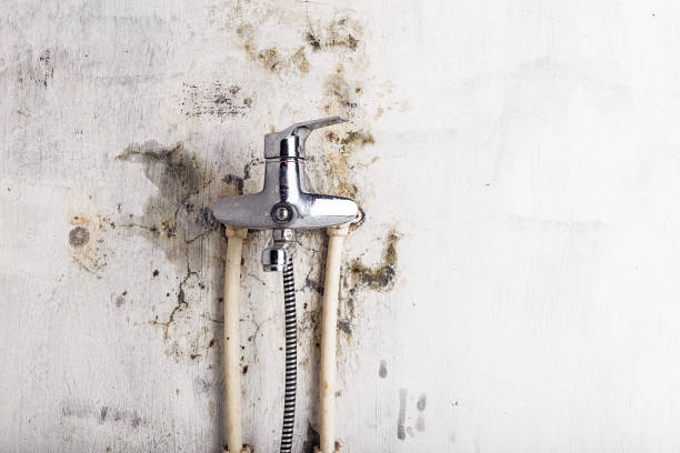 Best Mold Remediation  in Home Gardens, CA