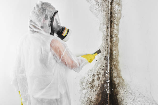 Best Same-Day Mold Removal  in Home Gardens, CA