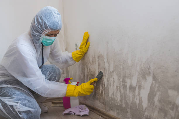 Best Local Mold Removal Service  in Home Gardens, CA