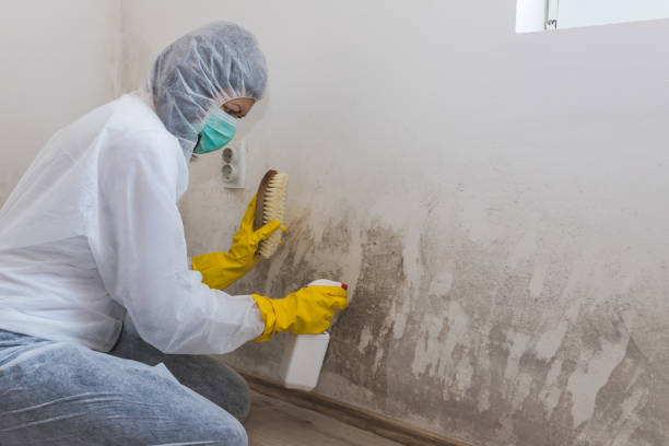 Best Toxic Mold Removal  in Home Gardens, CA