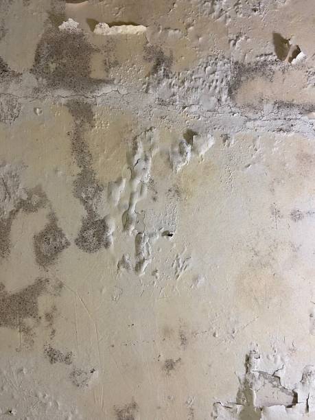 Best Toxic Mold Removal  in Home Gardens, CA