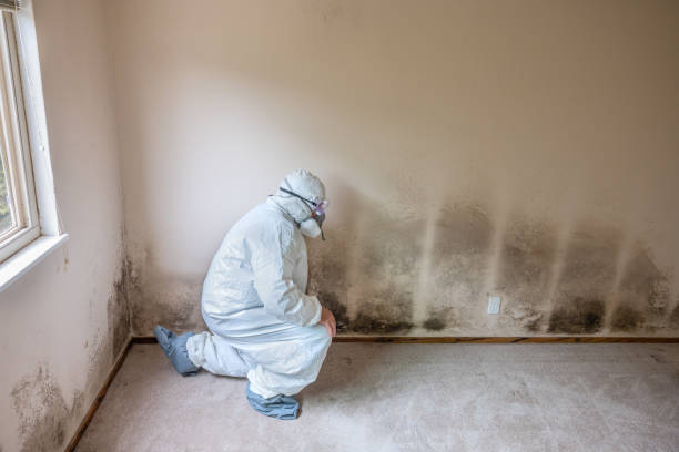 Best Residential Mold Removal  in Home Gardens, CA