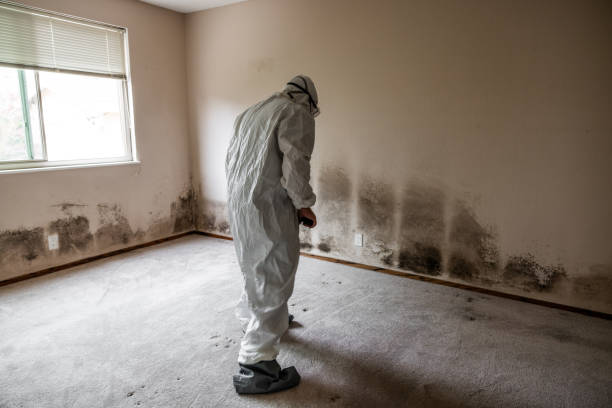 Best Emergency Mold Removal  in Home Gardens, CA