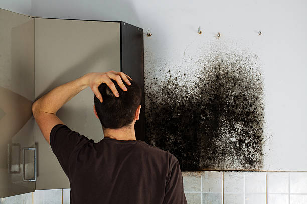 Mold Testing and Removal in Home Gardens, CA